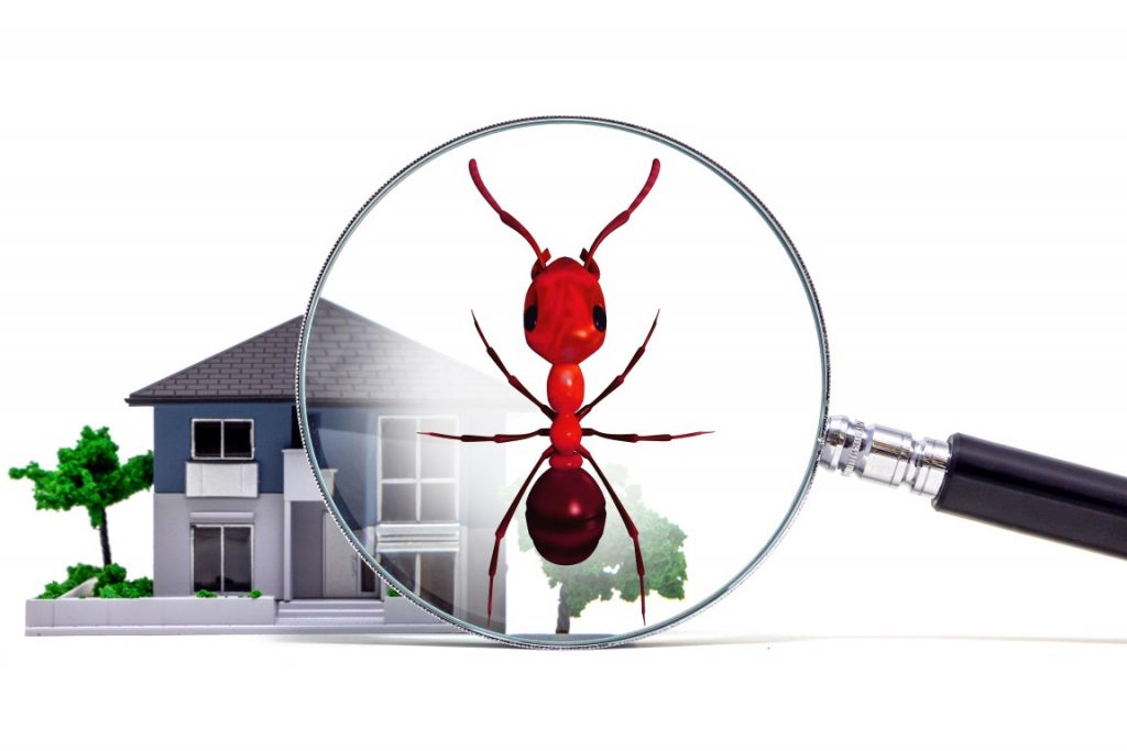 Как избавиться дома от муравьев — Лучшие средства