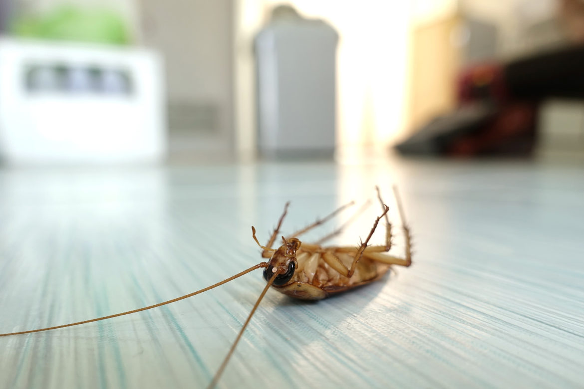 Как быстро избавиться от тараканов в доме — Полезные советы
