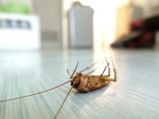 Как быстро избавиться от тараканов в доме — Полезные советы